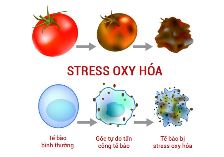 Stress oxy hóa là gì? Tại sao lại khiến bạn mệt mỏi và lão hóa