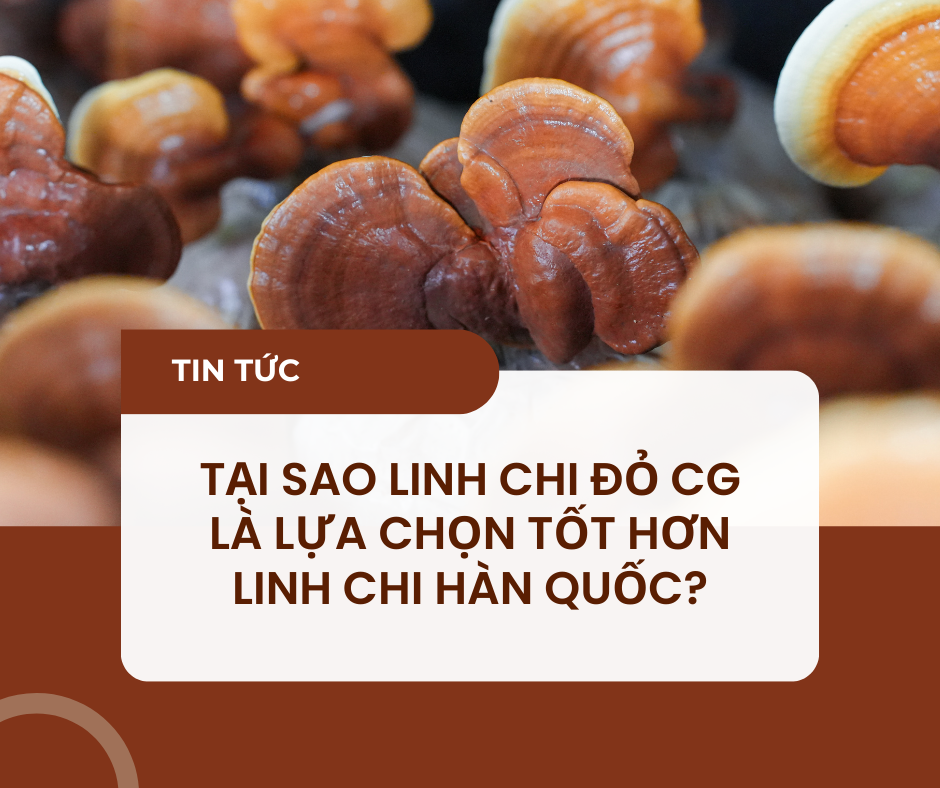 TẠI SAO LINH CHI ĐỎ CG LẠI LÀ LỰA CHỌN TỐT HƠN LINH CHI HÀN QUỐC?