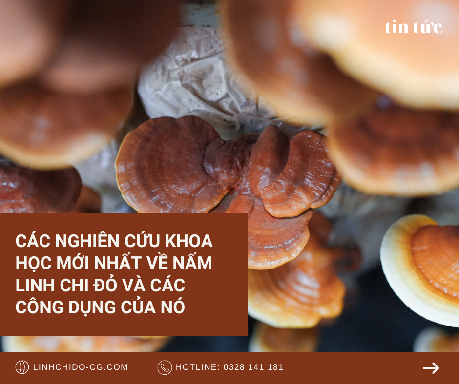 Các Nghiên Cứu Khoa Học Mới Nhất Về Nấm Linh Chi Đỏ Và Các Công Dụng Của Nó