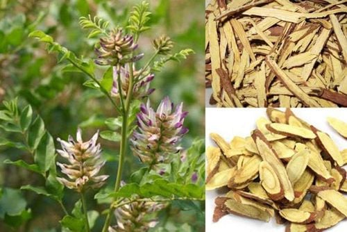 Cam thảo – tác dụng tạo vị ngọt tự nhiên và giải nhiệt như thế nào?