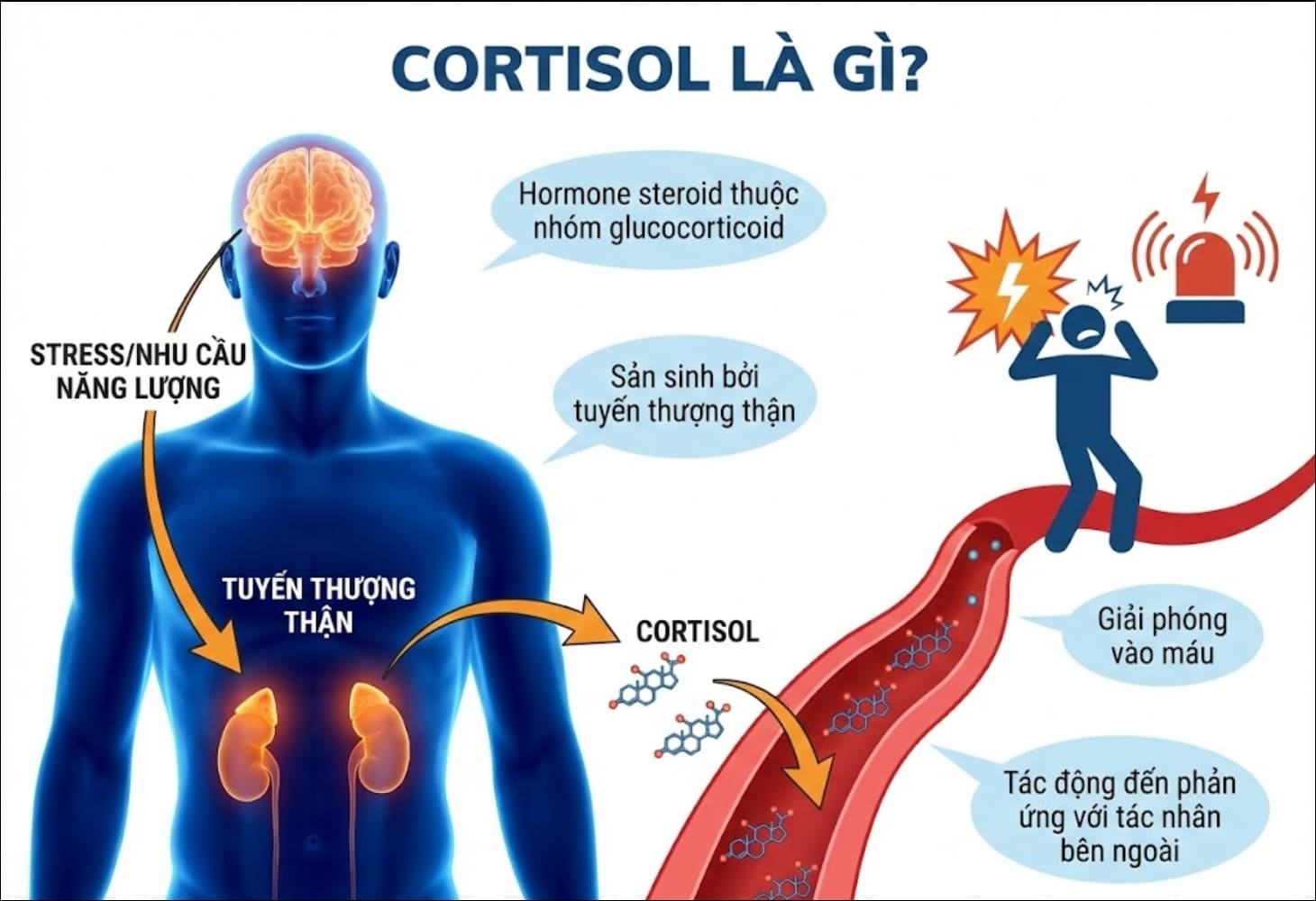 Cortisol cao kéo dài ảnh hưởng cơ thể ra sao? Cách đưa hormone về trạng thái cân bằng