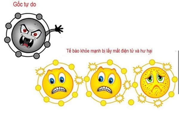 Thảo dược chống oxy hóa – Bí quyết giữ gìn sức khỏe và sắc đẹp bền lâu