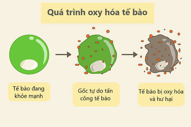 Chống oxy hóa tế bào bằng Linh Chi đỏ – Vũ khí chống lão hóa &amp; bệnh tật