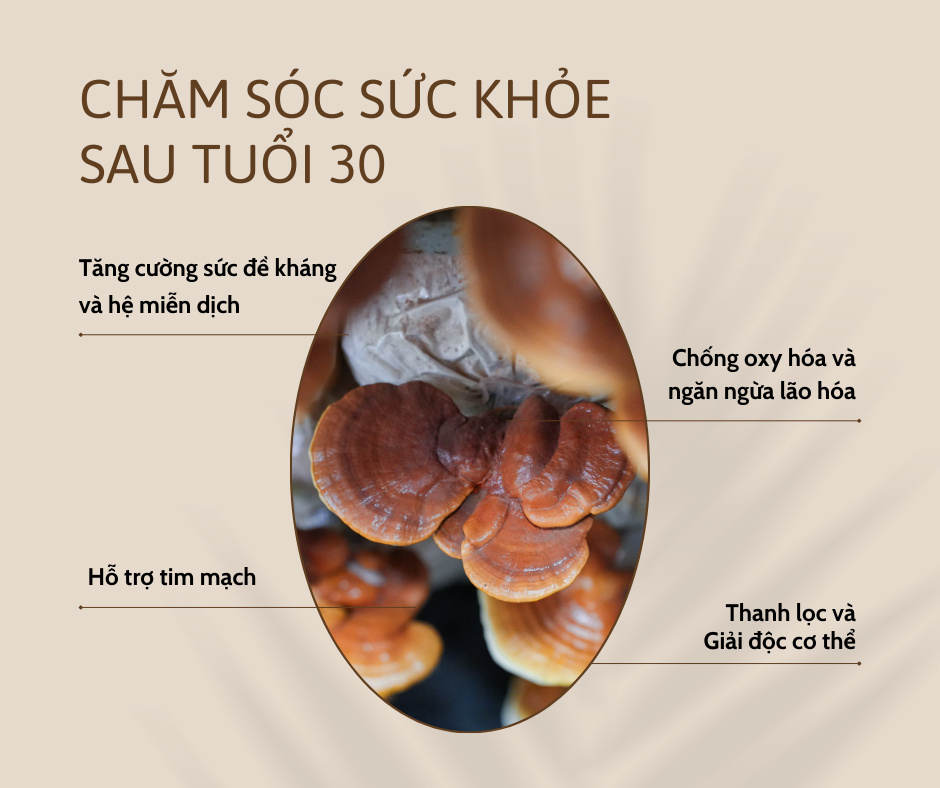 CHĂM SÓC SỨC KHỎE SAU TUỔI 30: LINH CHI ĐỎ CG CÓ LỢI GÌ?